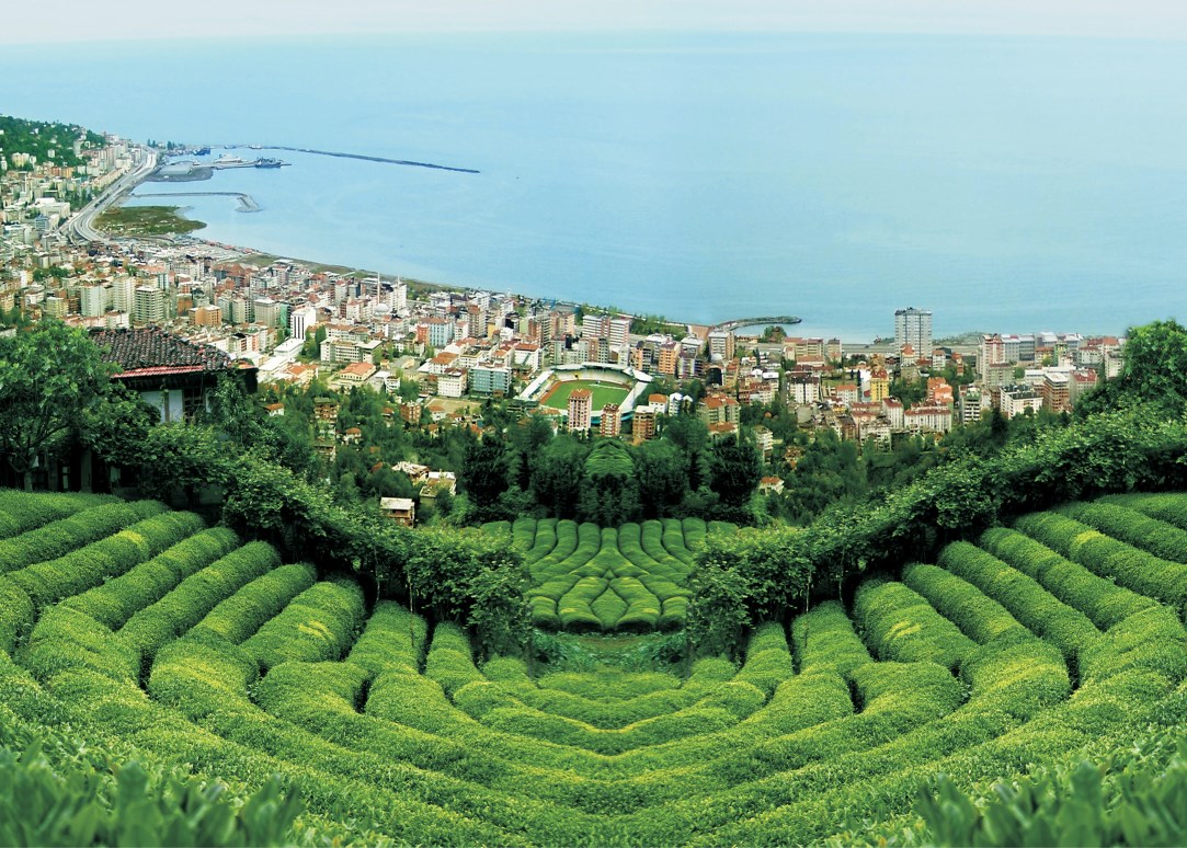 Rize Çayı